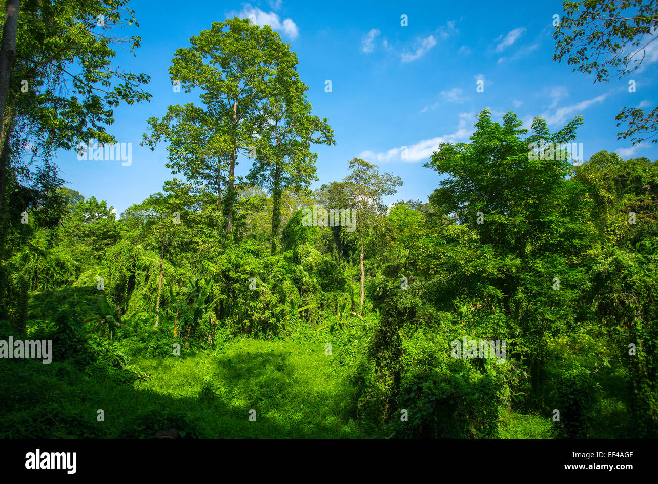Lush green tropical forest Stock Photo