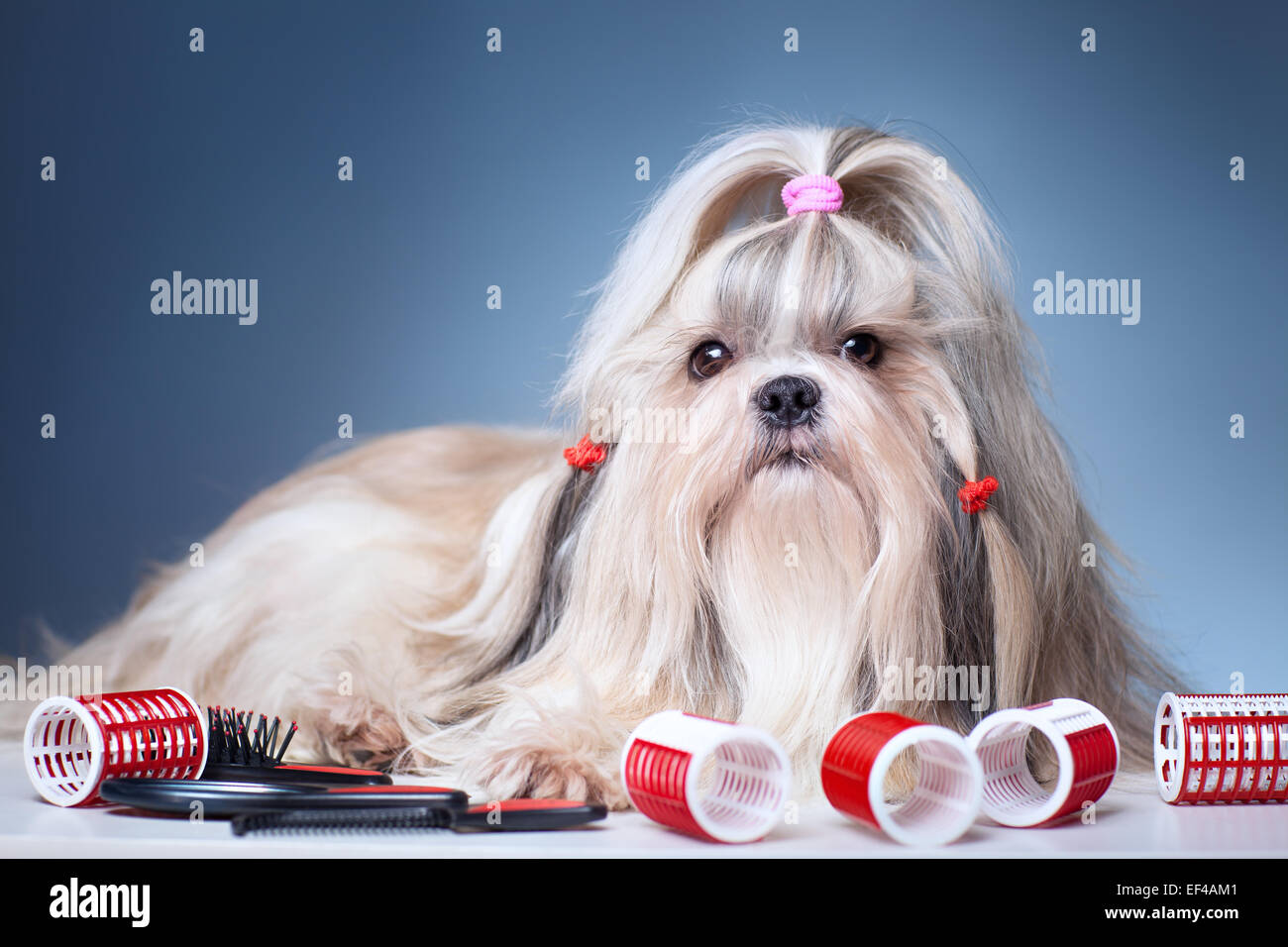 Shih tzu dog with red curlers grooming on blue background. Stock Photo