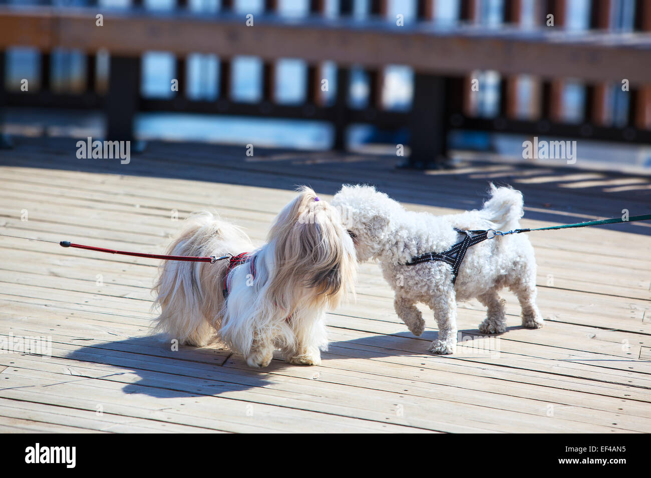 Two small dogs meeting on city street. Stock Photo