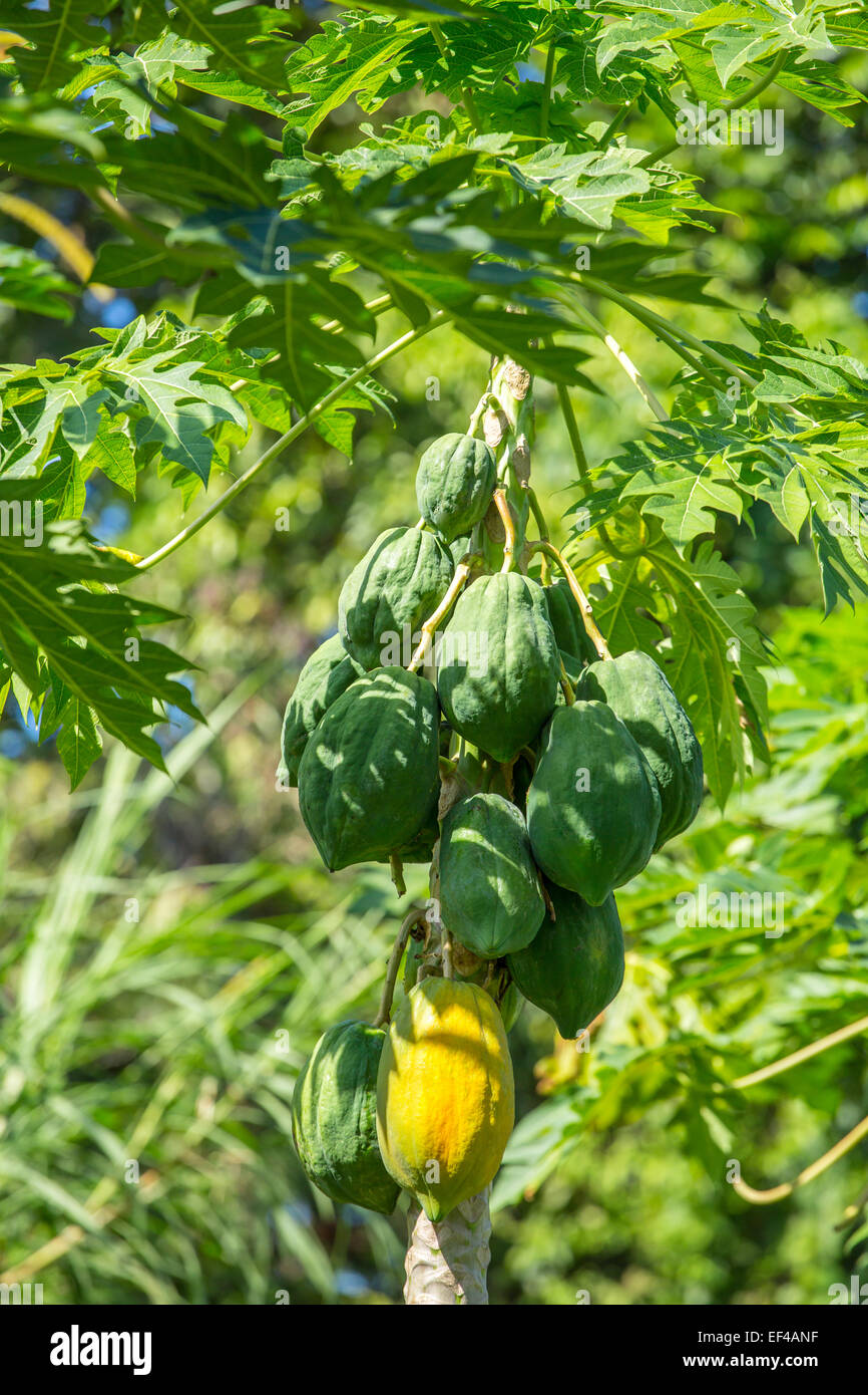 Green and yellow papayas growing on a papaya palm tree Stock Photo Alamy