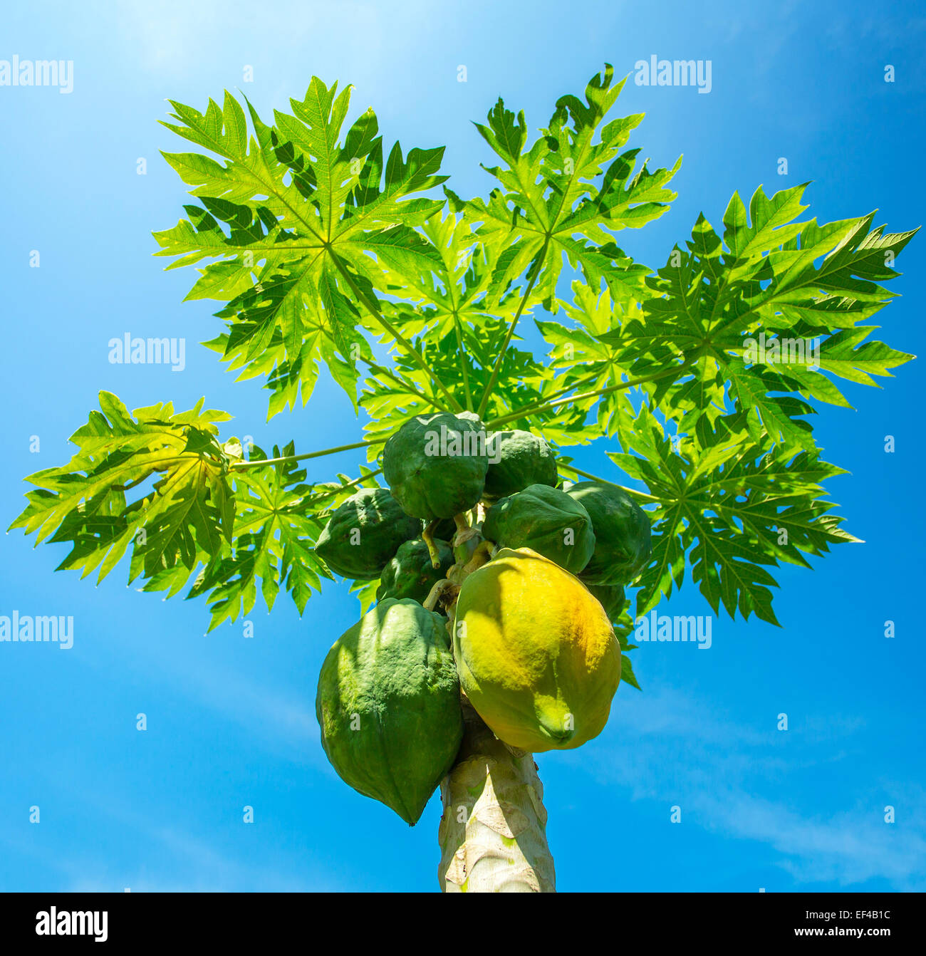 Green and yellow papayas growing on a tree Stock Photo