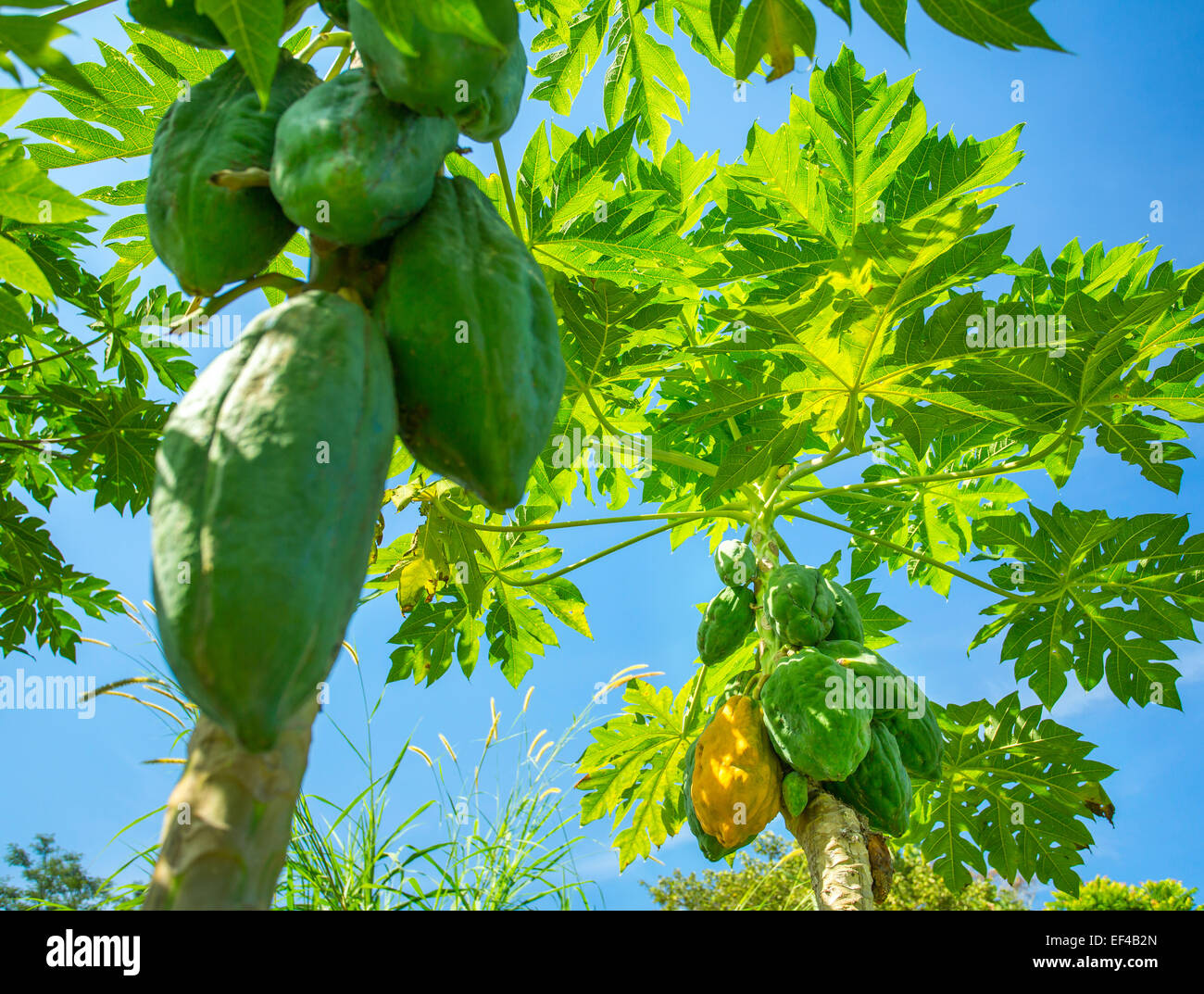 Green papayas on a palm tree Stock Photo