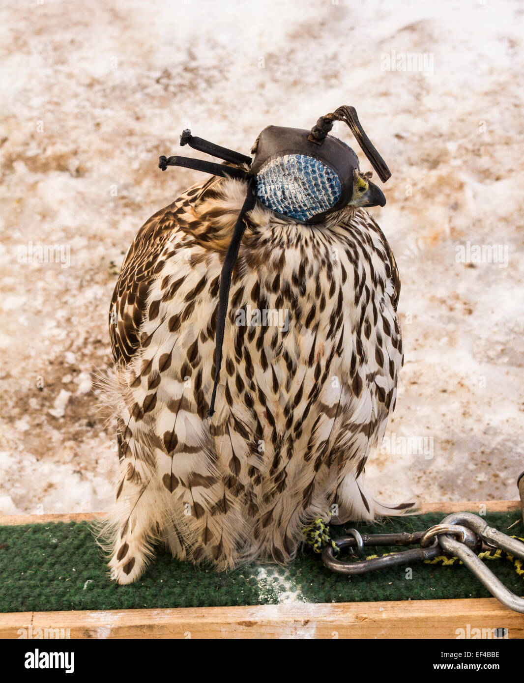 peregrine-falcon-wearing-a-falconry-hood-EF4BBE.jpg