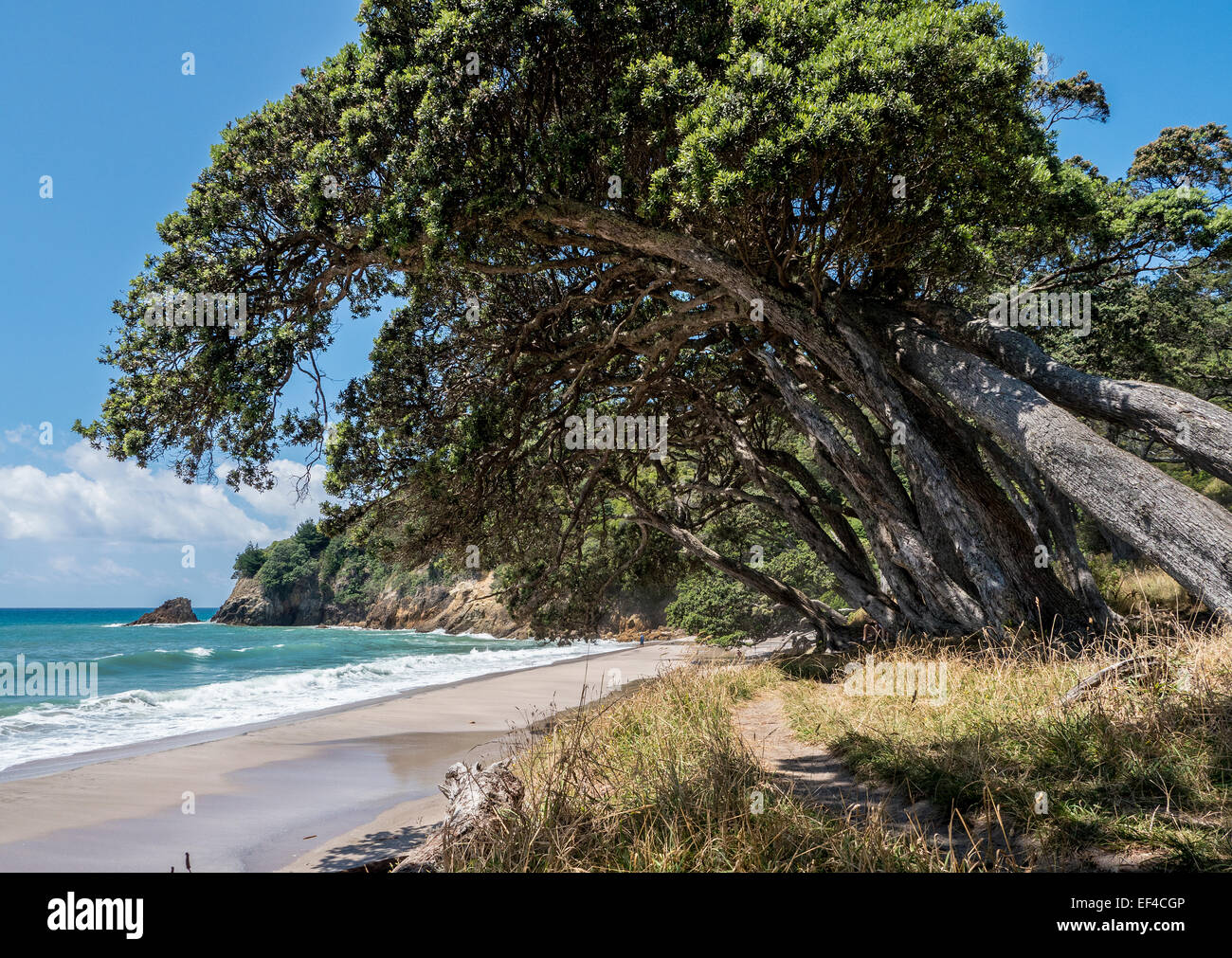 The beach at Orokawa Bay, Orkawa Scenic Reserve, near the town of Waihi