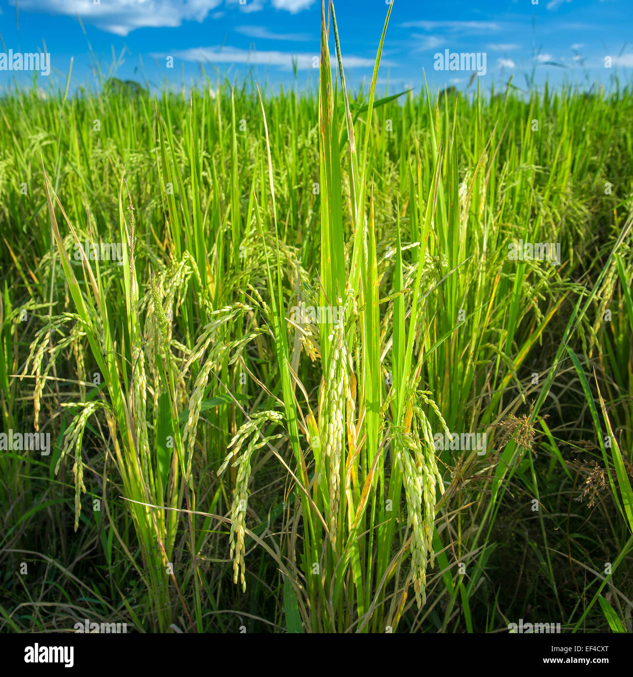 Large Rice Paddy Rice Paddy Close Up