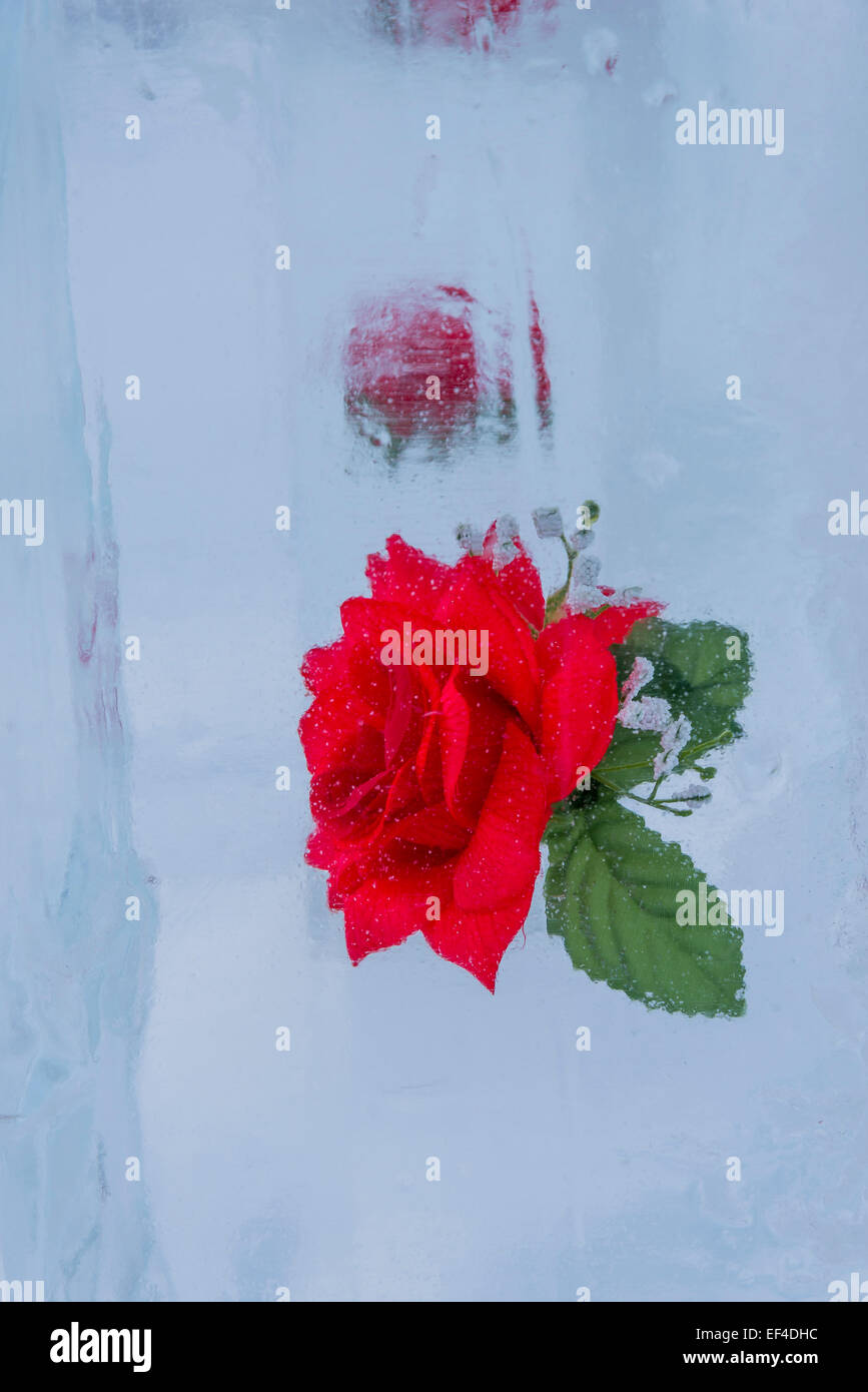 Fabric rose encased in ice, Lake Louise, Banff National Park, Alberta, Canada Stock Photo