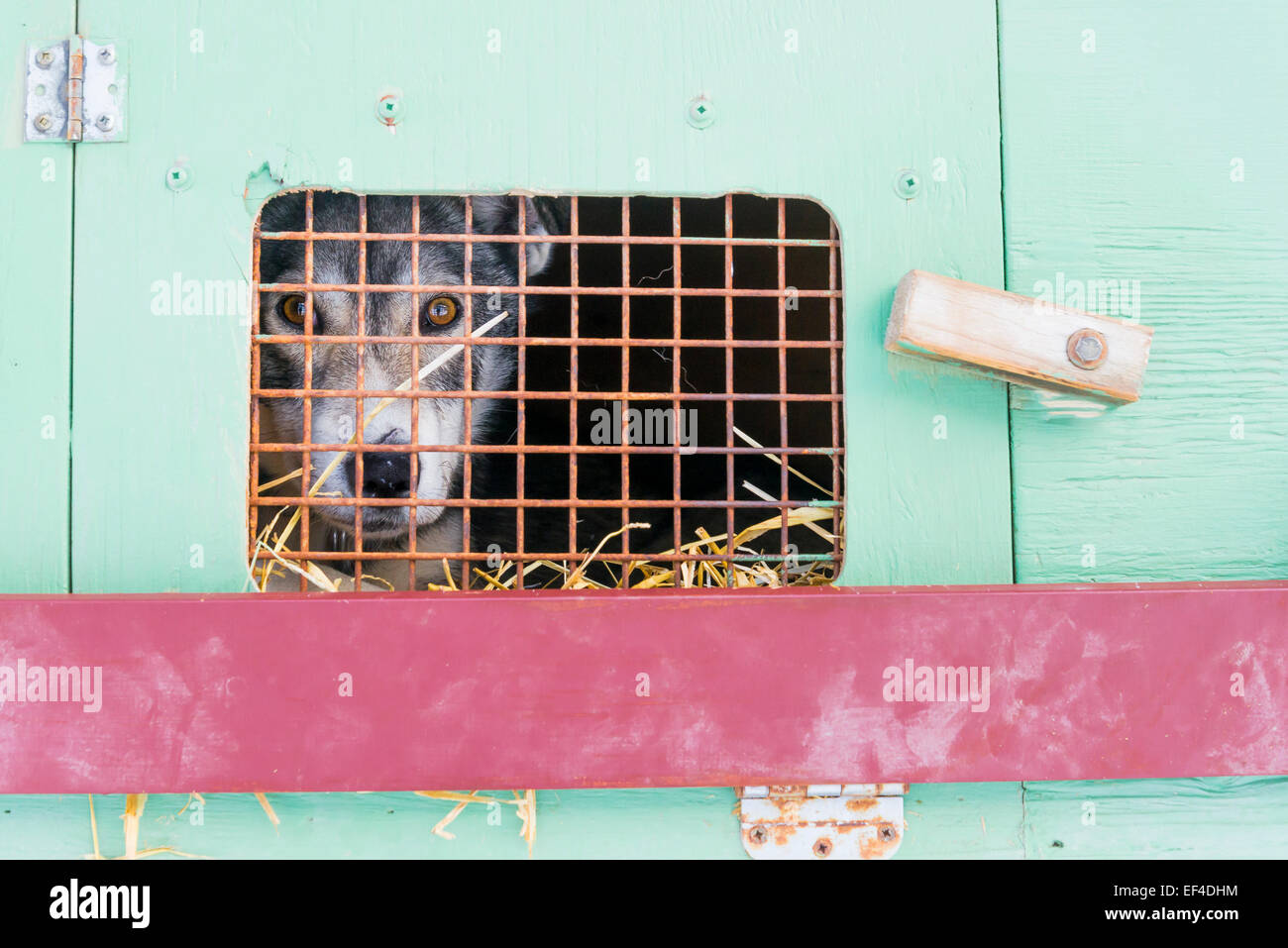 dog in cage Stock Photo