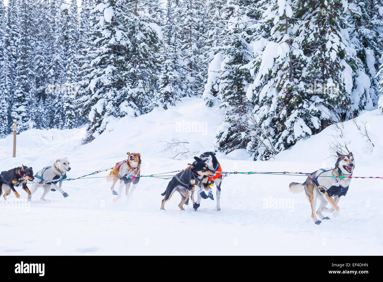 Sled dogs, Lake Louise, Banff National Park, Alberta, Canada Stock
