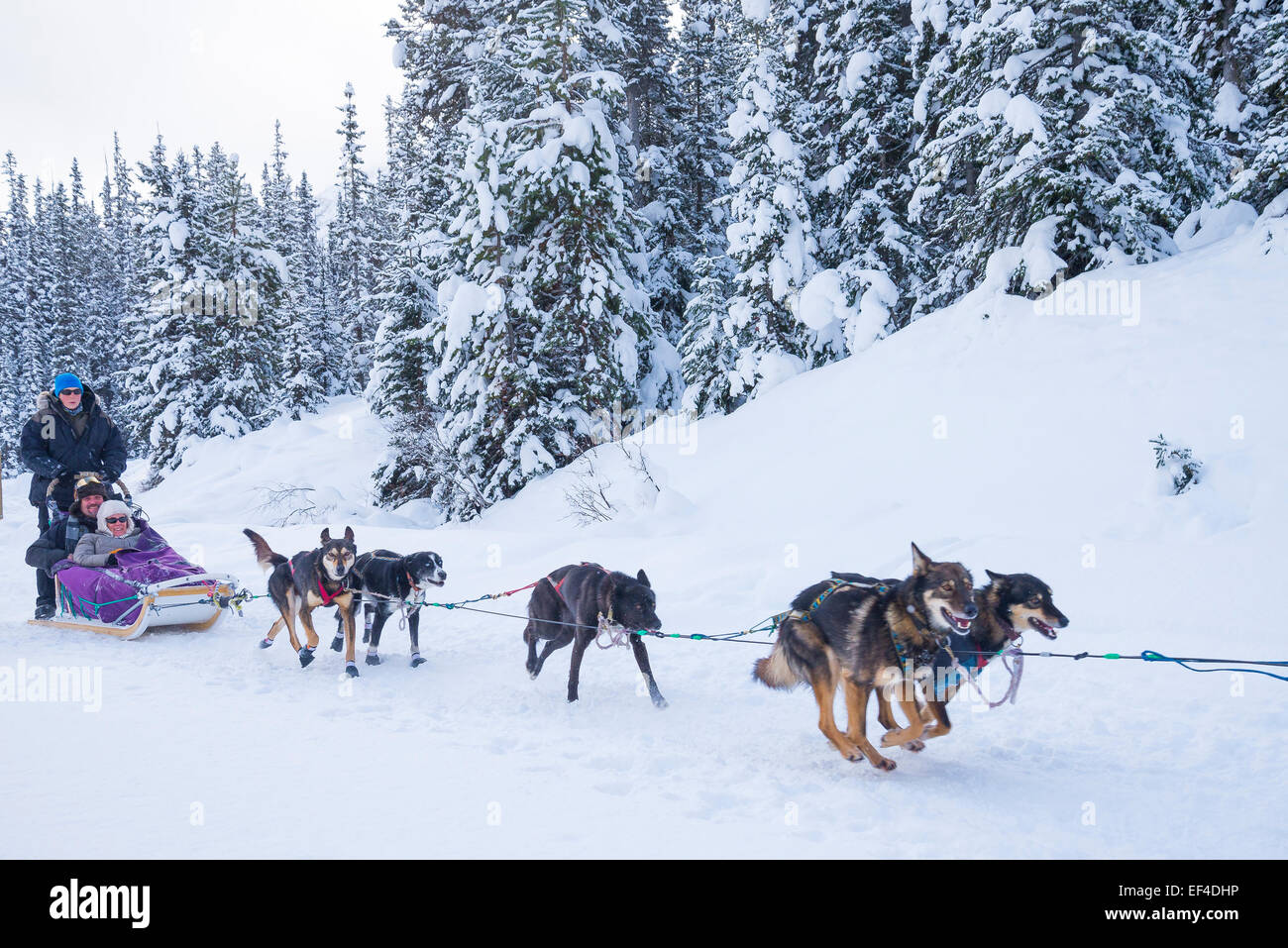 Sled dogs, Lake Louise, Banff National Park, Alberta, Canada Stock