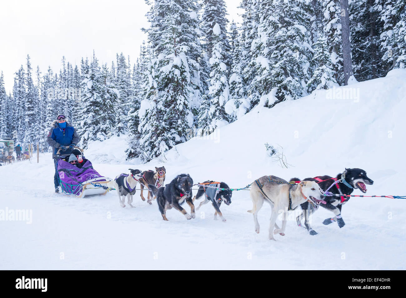 Sled dogs, Lake Louise, Banff National Park, Alberta, Canada Stock Photo