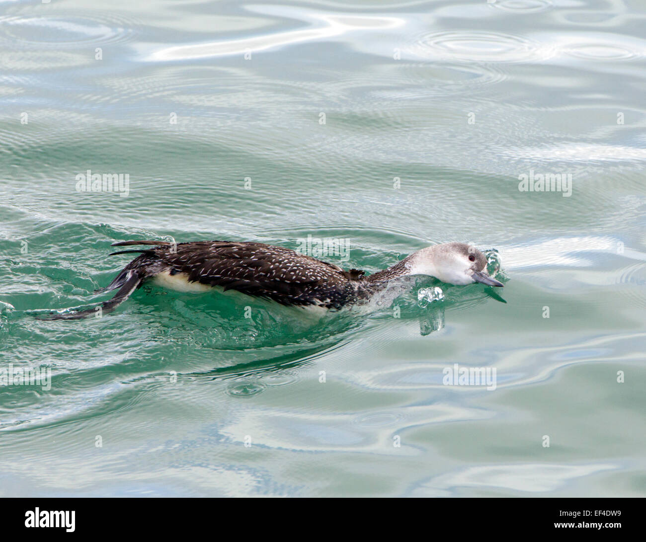 Red throated diver in death throes hires stock photography and images Alamy