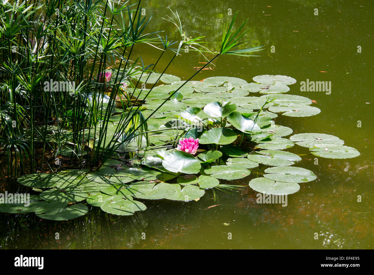 Garden pond with water lilies or lotus flowers Stock Photo