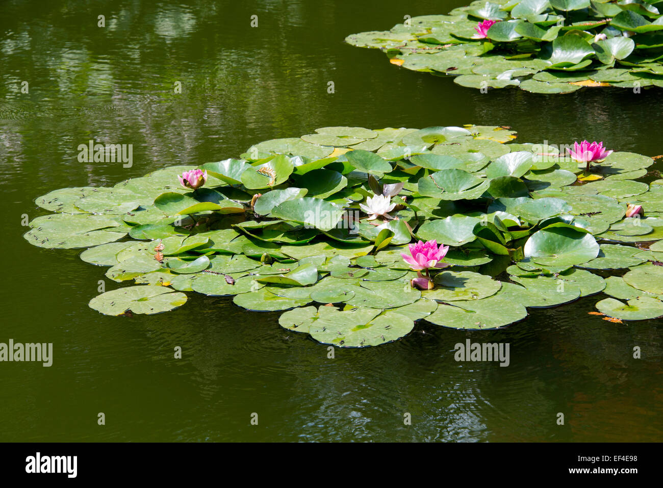 Garden pond with water lilies or lotus flowers Stock Photo