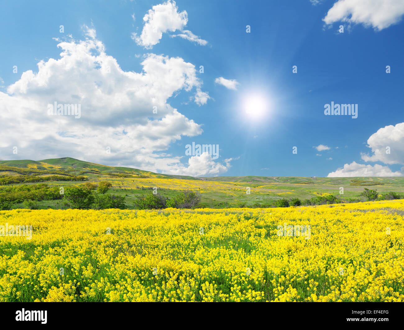 Green field with flowers under blue cloudy sky Stock Photo - Alamy