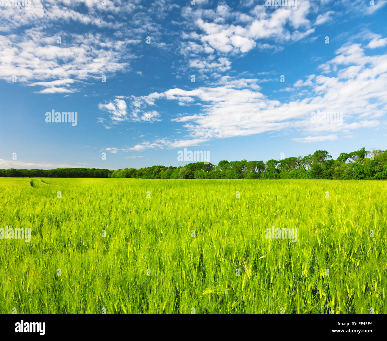 field of green rye and blue cloudy sky Stock Photo