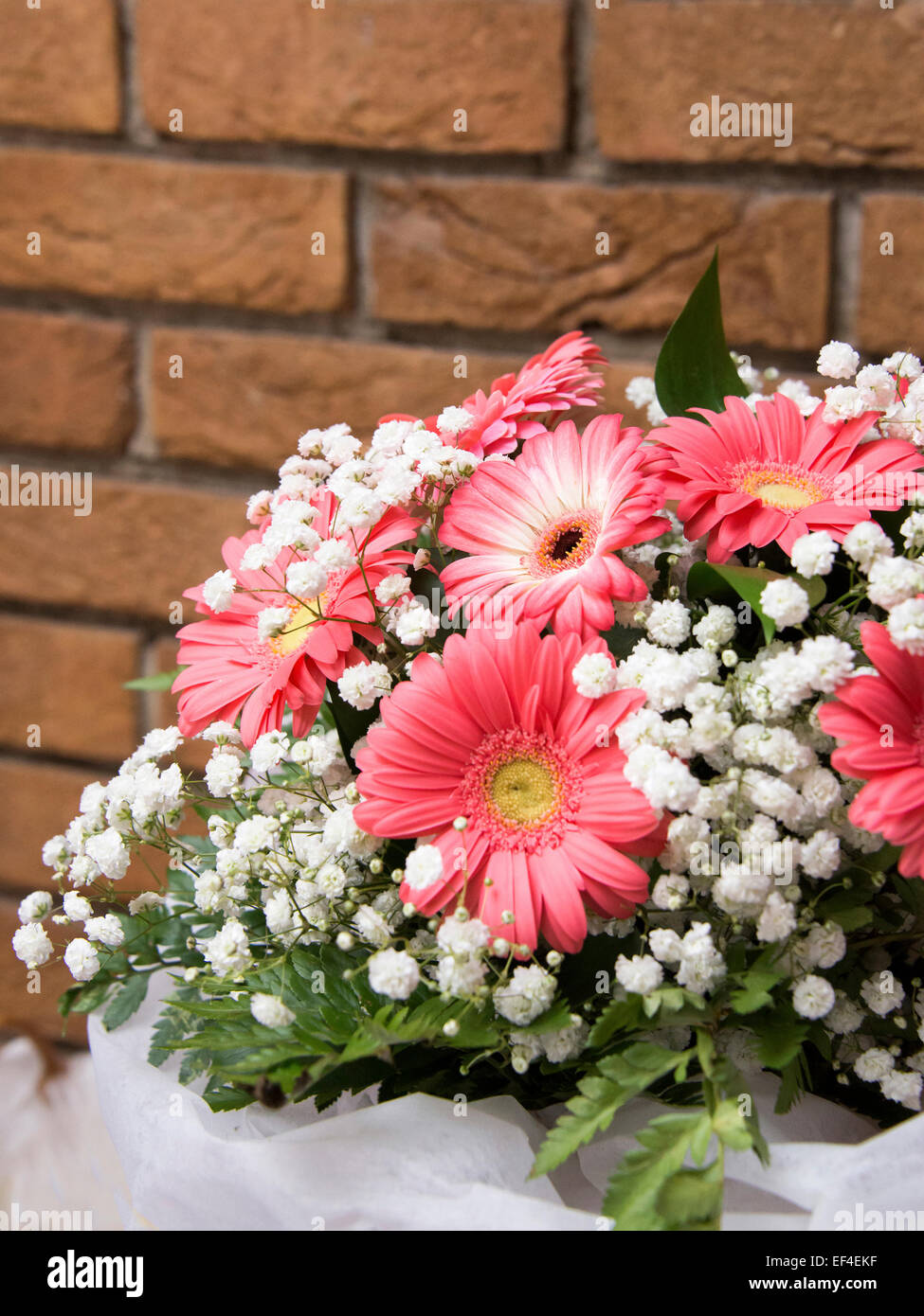 gerbera flowers in pot Stock Photo