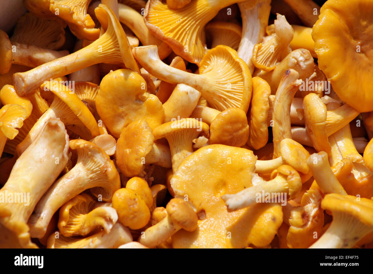 chanterelle mushrooms background Stock Photo Alamy