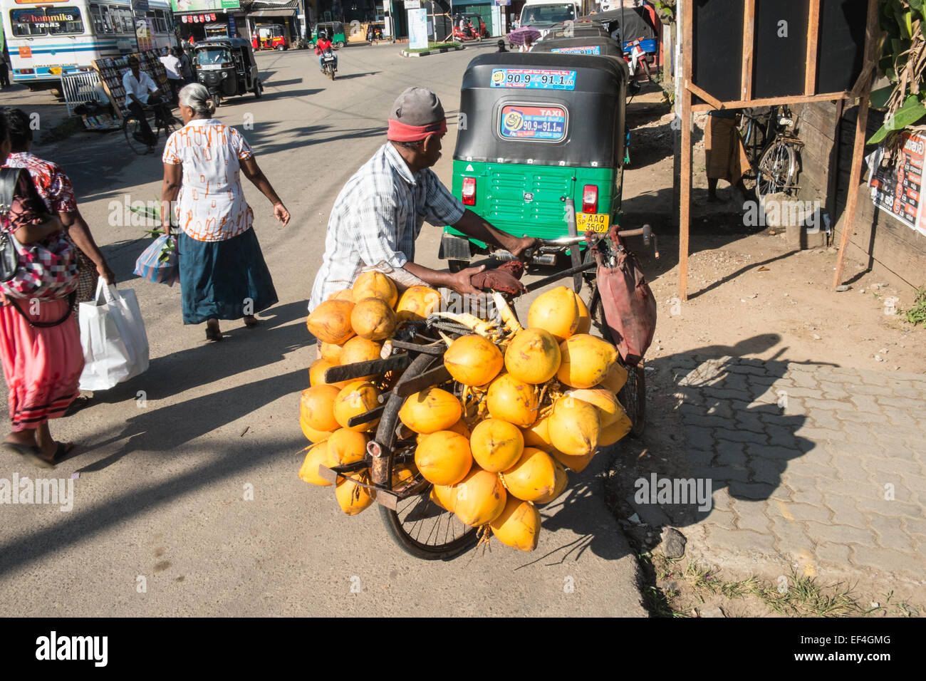 Fresh King coconuts bought for coconut water for sale brought to market
