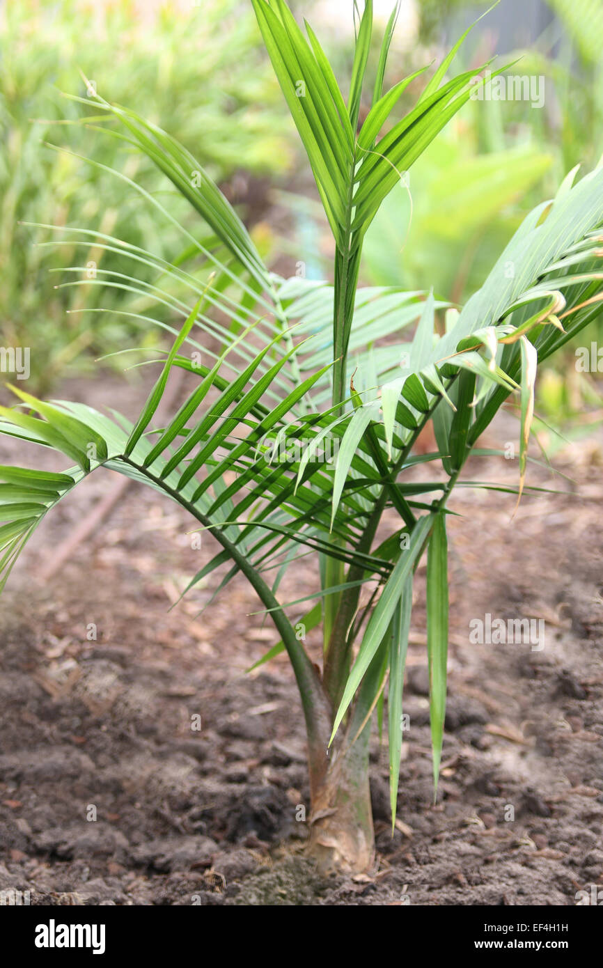 Young Majesty Palm, Majestic Palm, Ravenea rivularis growing in the ground Stock Photo