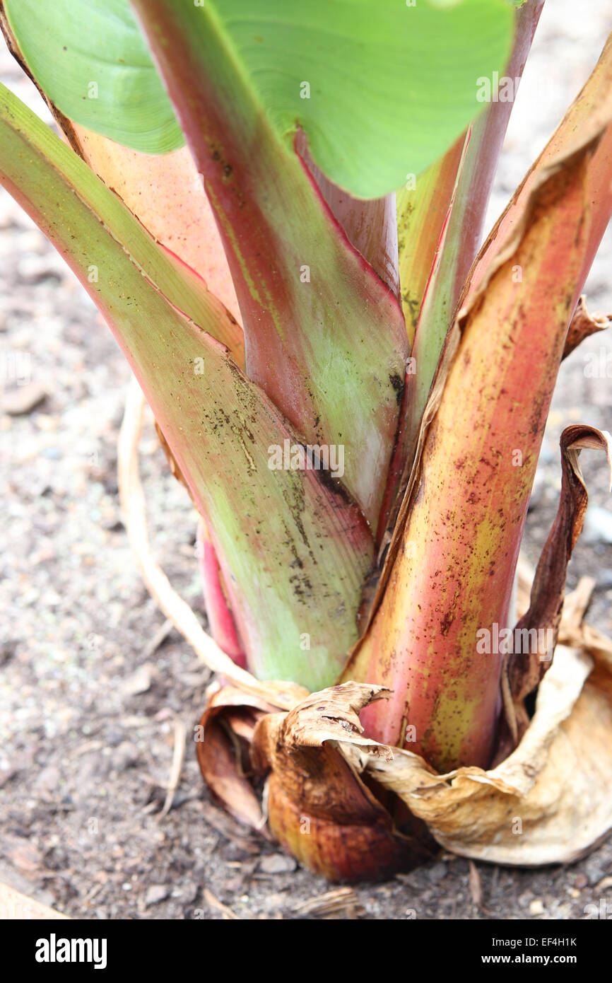 Ensete ventricosum, abyssinian banana Stock Photo