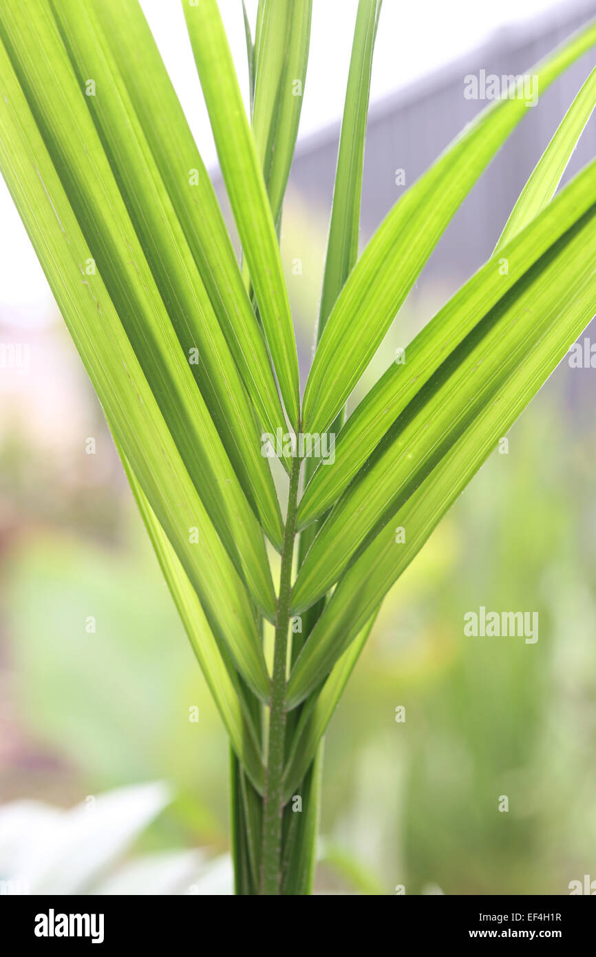 Close up shot of Majesty Palm leaf Stock Photo
