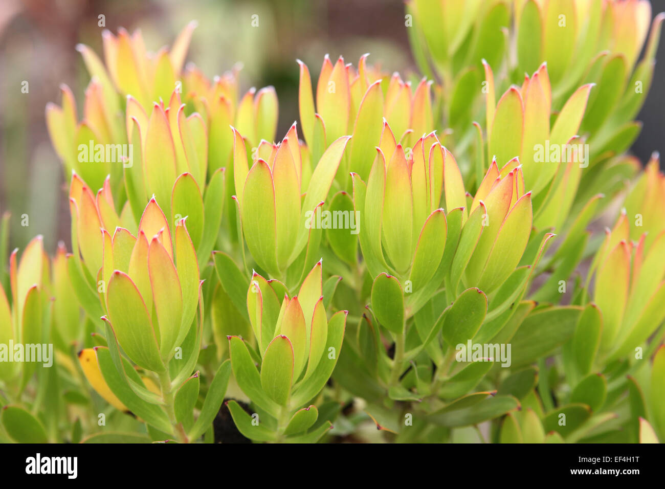 Leucadendron gandogeri Proteas Stock Photo