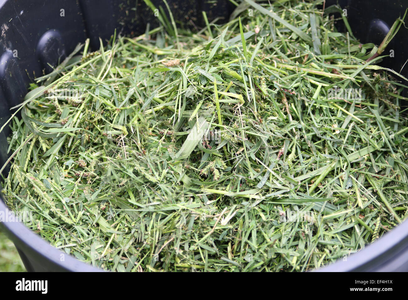 Fresh Grass Cuttings in compost bin Stock Photo