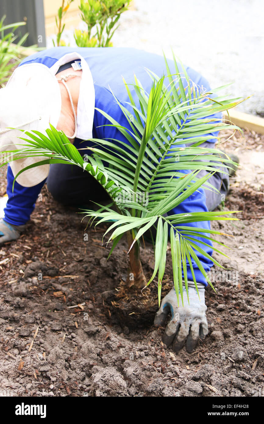 Planting young Majesty Palm, Ravenea rivularis in the ground Stock Photo