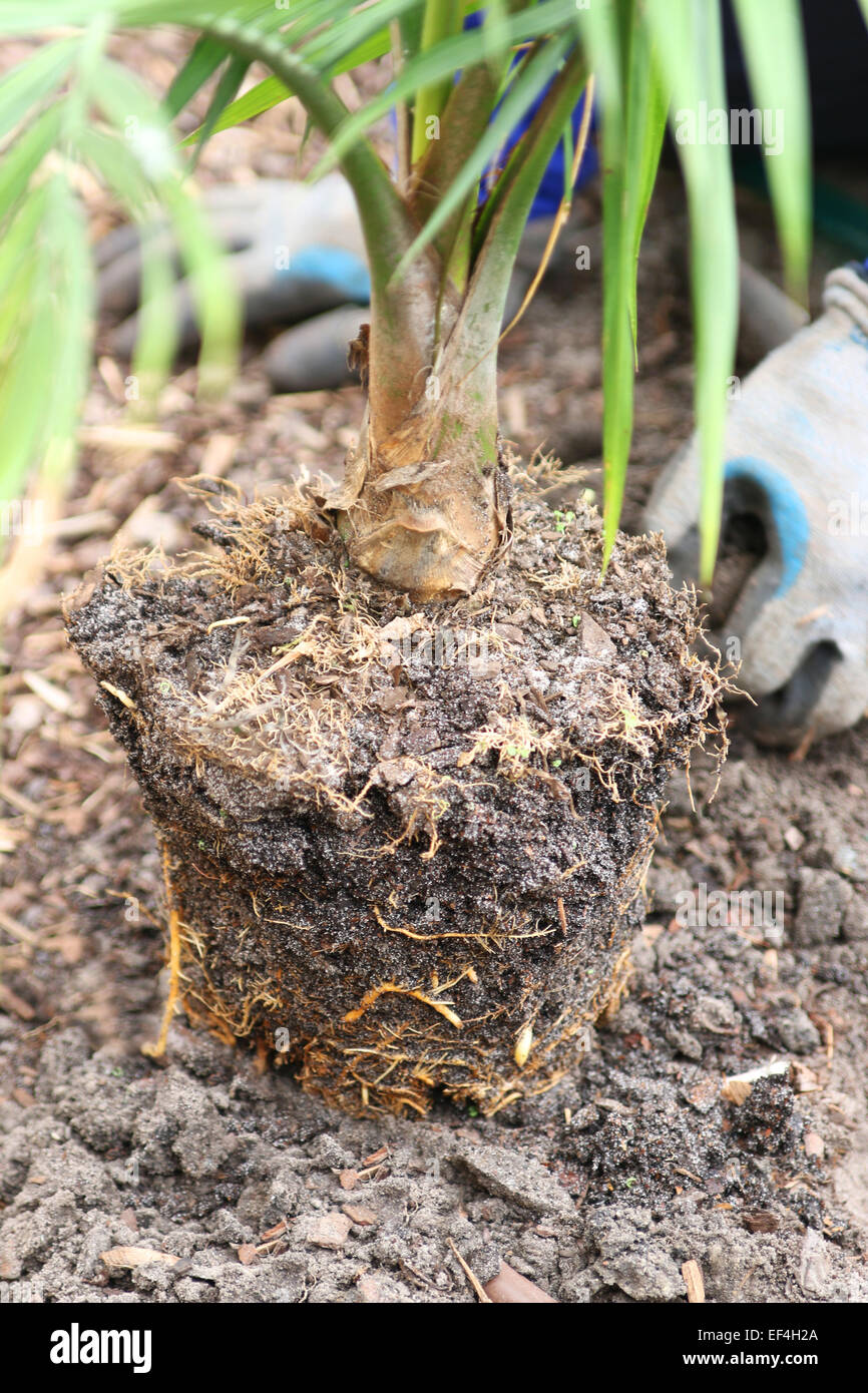 Planting Majesty Palm Ravenea rivularis in the ground Stock Photo