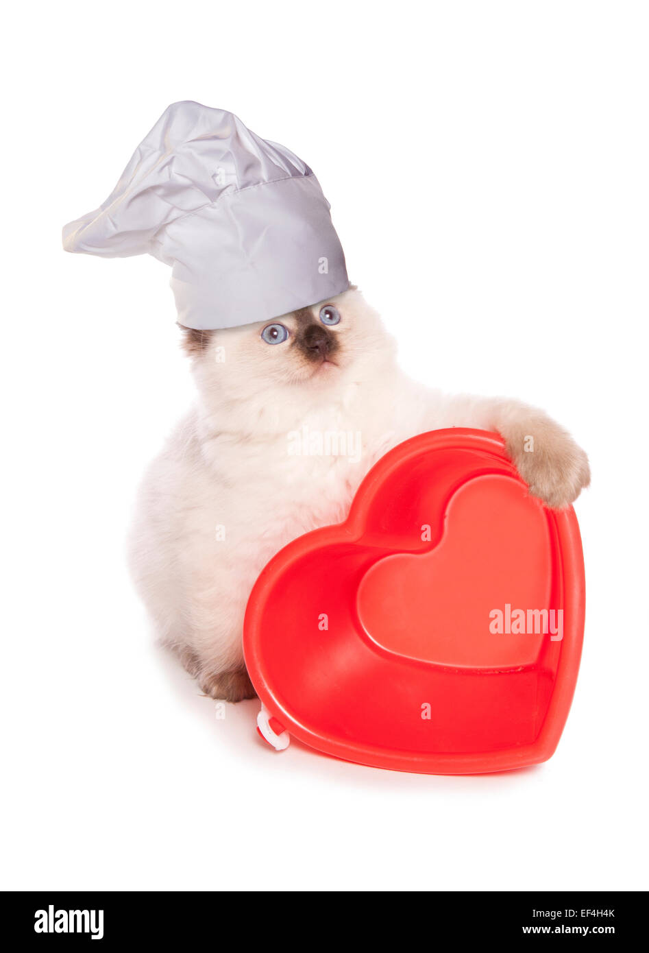 Ragdoll kitten chef studio cutout Stock Photo - Alamy