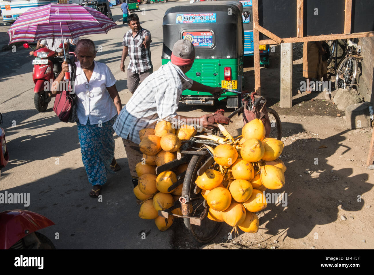 Fresh King coconuts bought for coconut water for sale brought to market