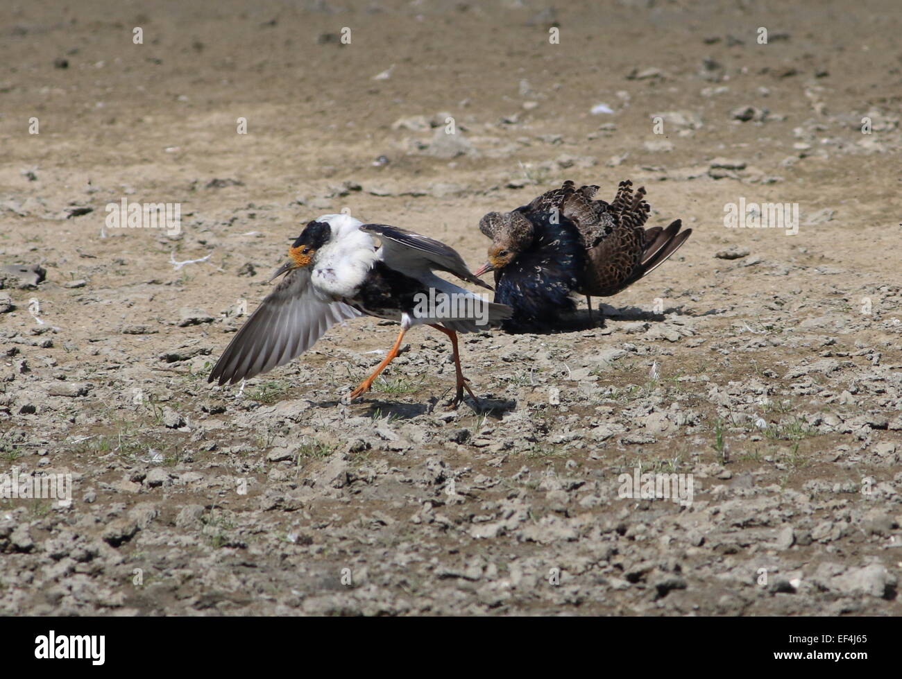 Two male European Ruffs (Calidris pugnax) in full breeding plumage  displaying and threatening in a lek mating arena Stock Photo