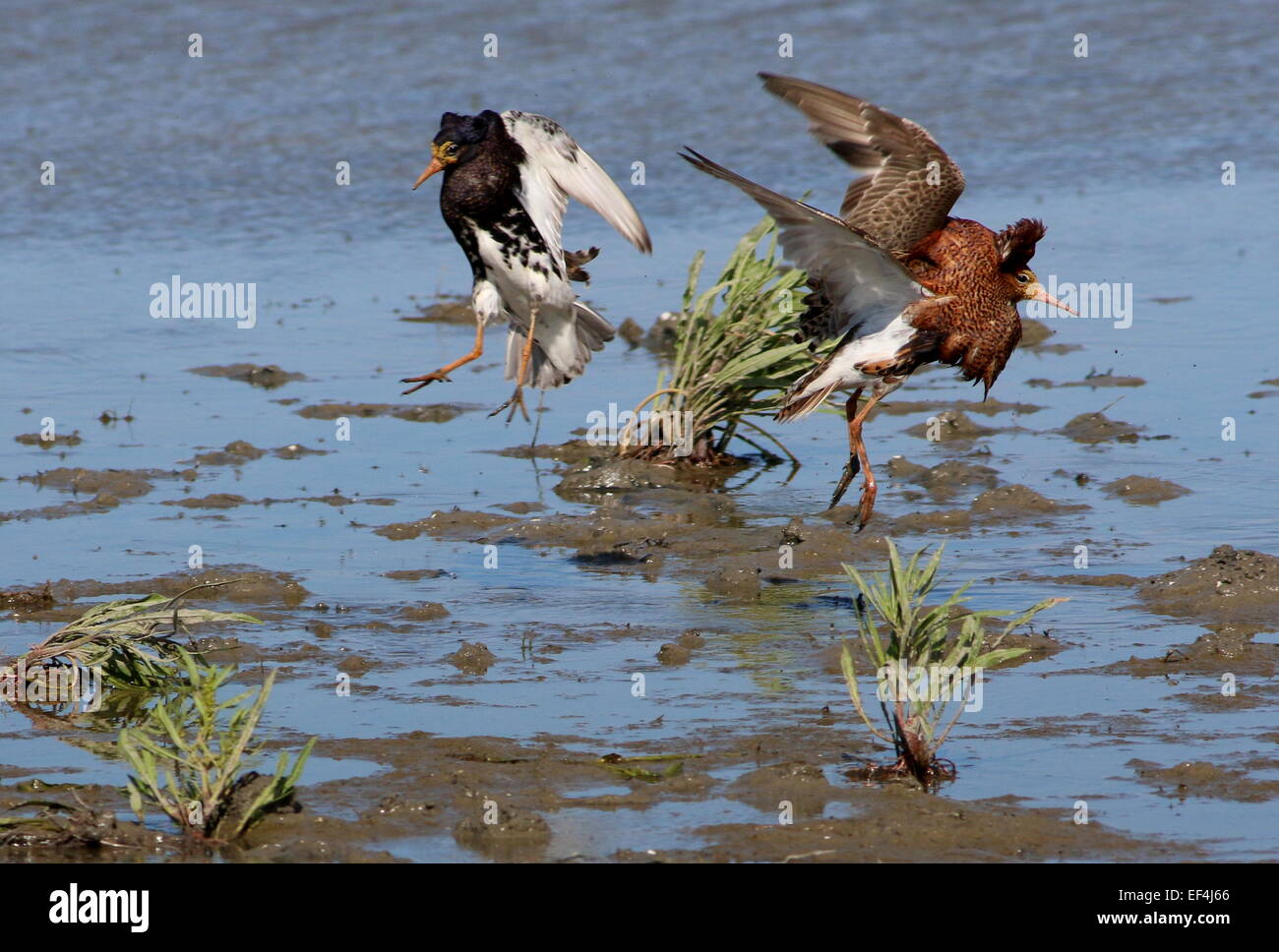 Two charging male European Ruffs (Philomachus pugnax) in breeding plumage  fighting in their lek mating arena during springtime Stock Photo