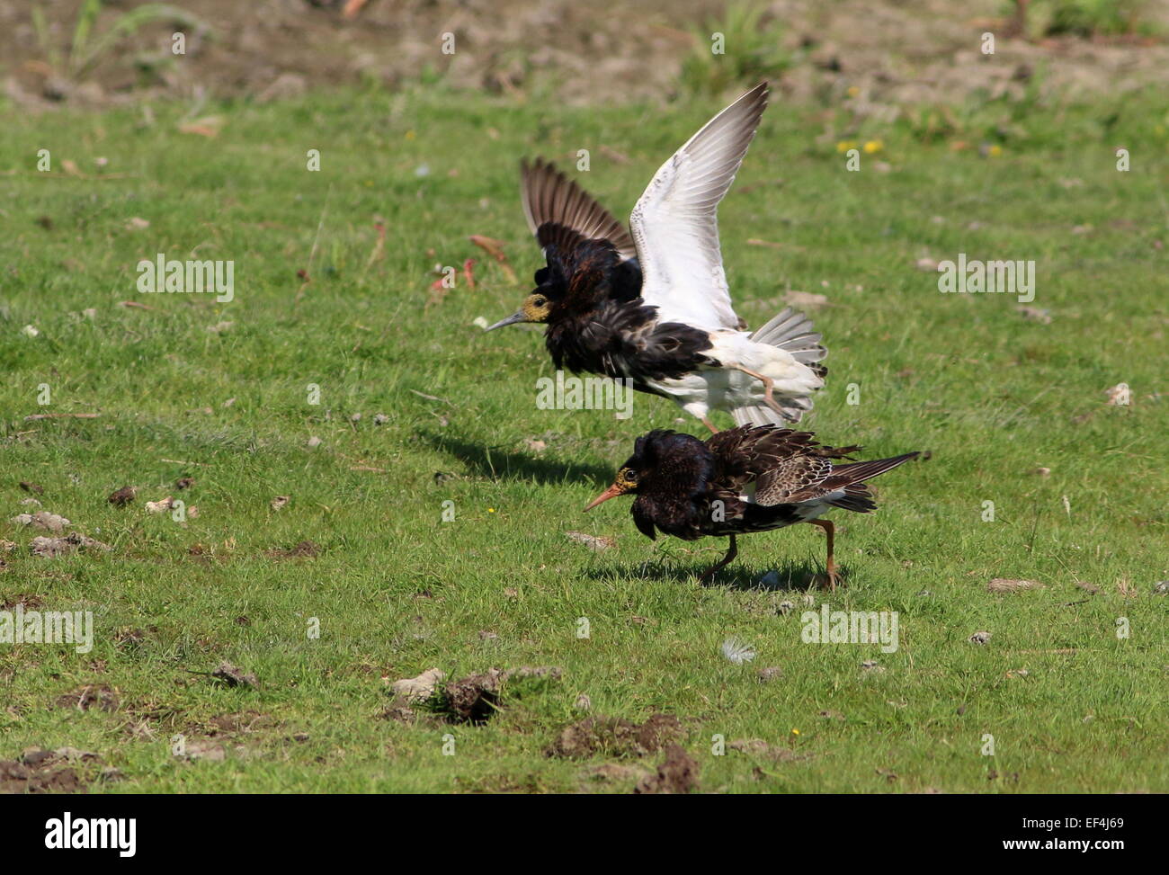 Two charging male European Ruffs (Calidris pugnax) in breeding plumage in a lek  or mating arena Stock Photo