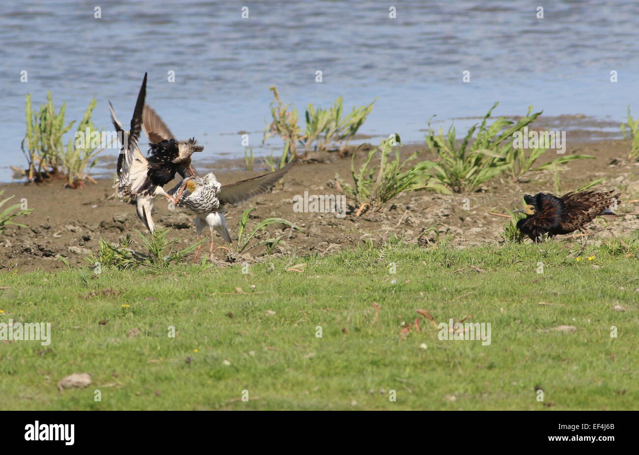 Hormone-crazed male European Ruffs (Philomachus pugnax) in full breeding plumage displaying and fighting in a lek mating arena Stock Photo