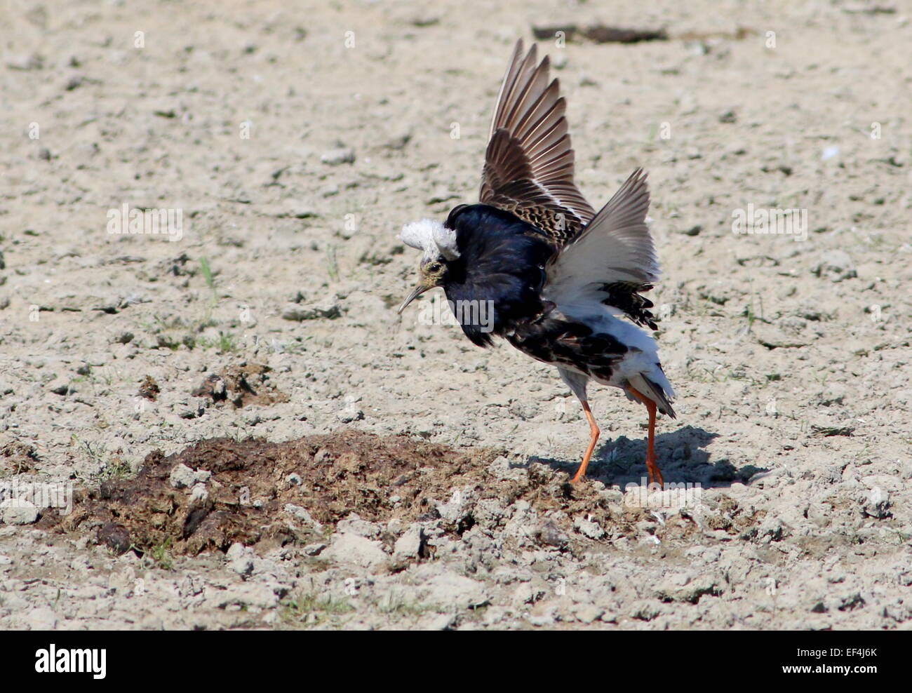 European Ruff (Calidris pugnax) in full breeding display plumage ...
