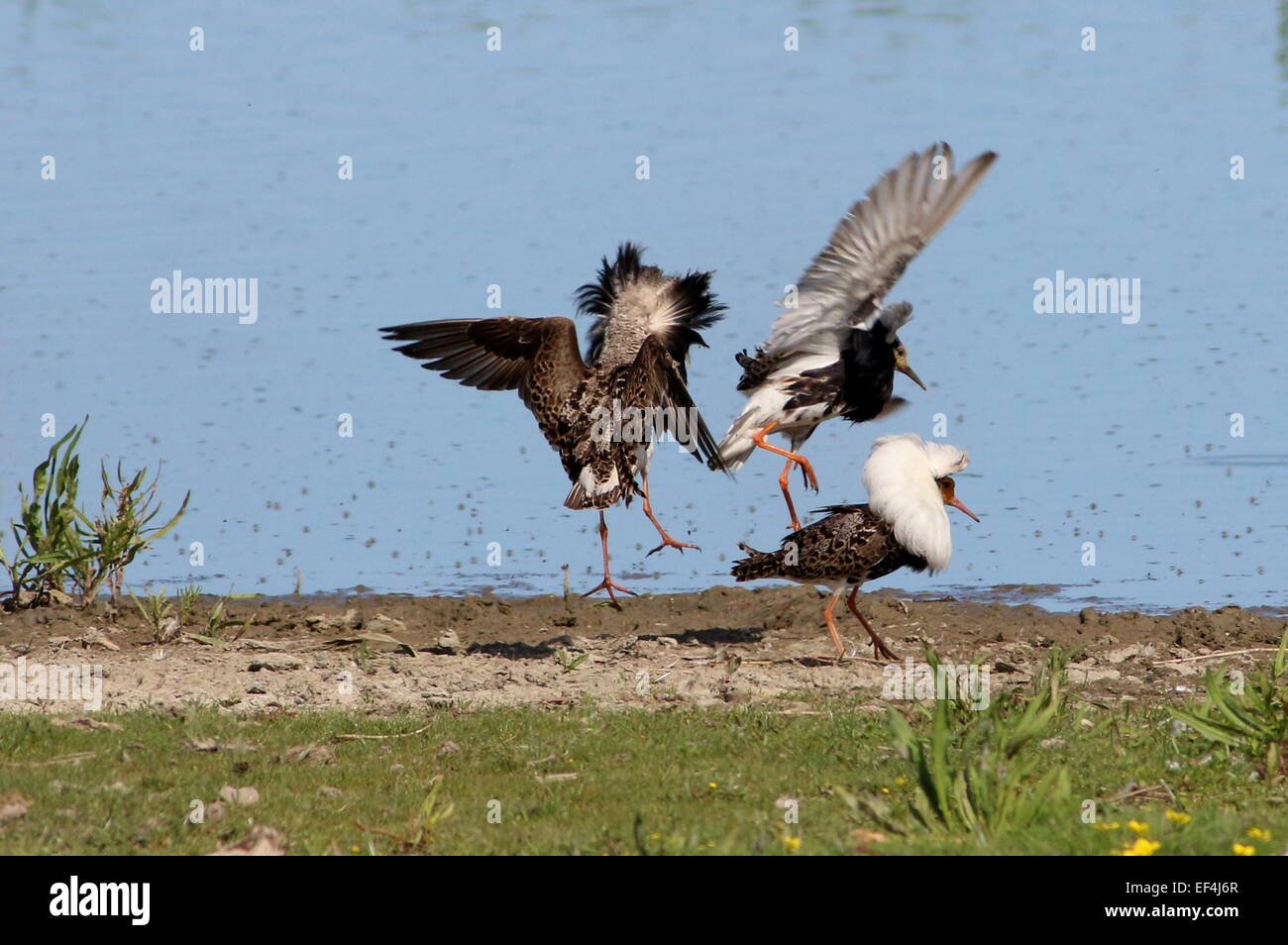 Three ruffs hi-res stock photography and images - Alamy