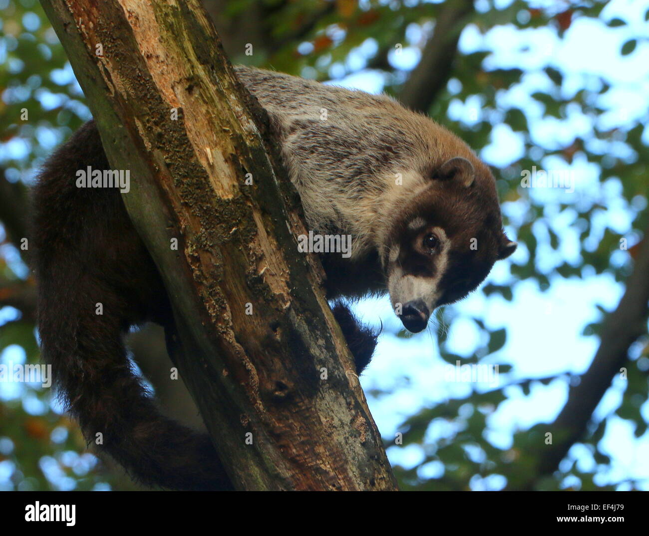Central  American White-nosed coati or  coatimundi (Nasua narica) high up in a tree Stock Photo