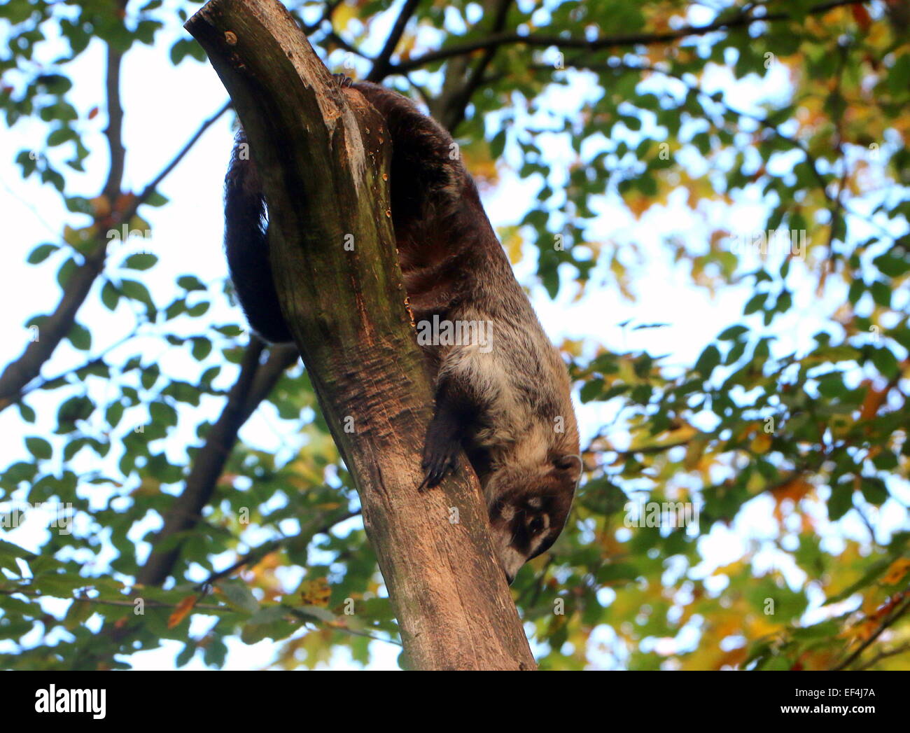 Central American White-nosed coati or coatimundi (Nasua narica) descending down a tree Stock Photo