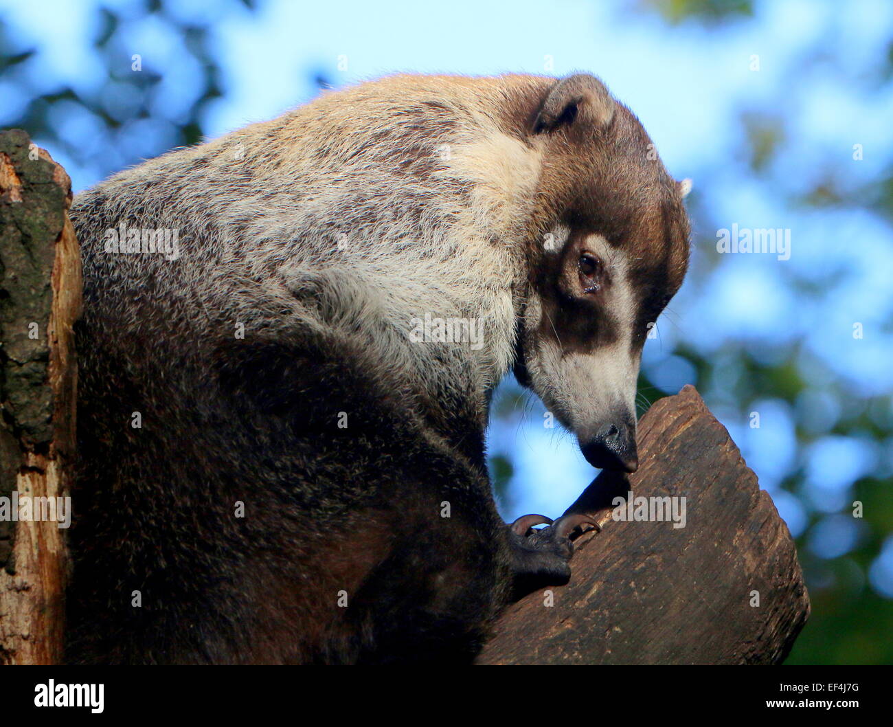 Central  American White-nosed coati or  coatimundi (Nasua narica) in close-up, high up in a tree Stock Photo