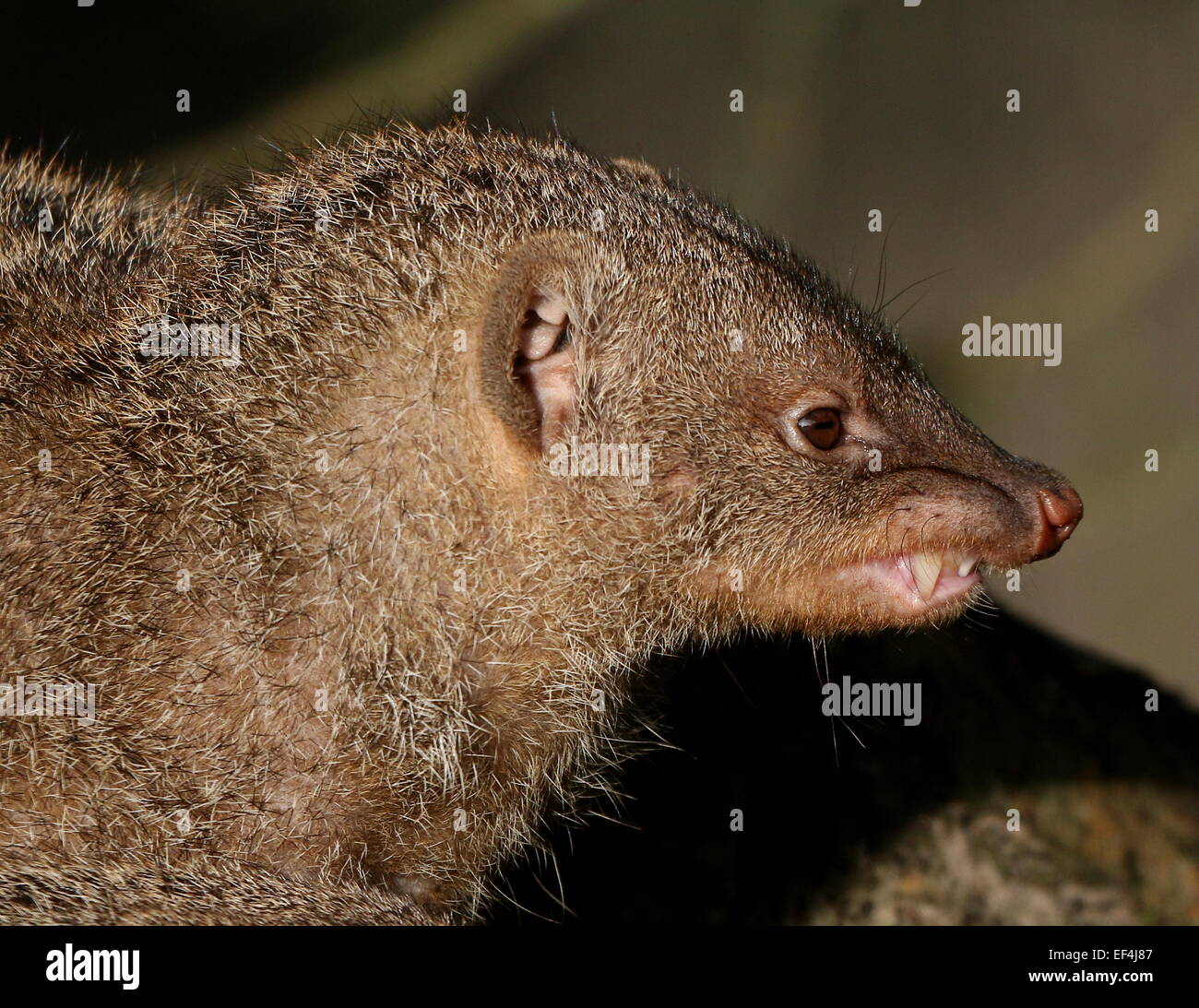 East African Banded mongoose (Mungos mungo) facing camera, close-up of the head, seen in profile Stock Photo