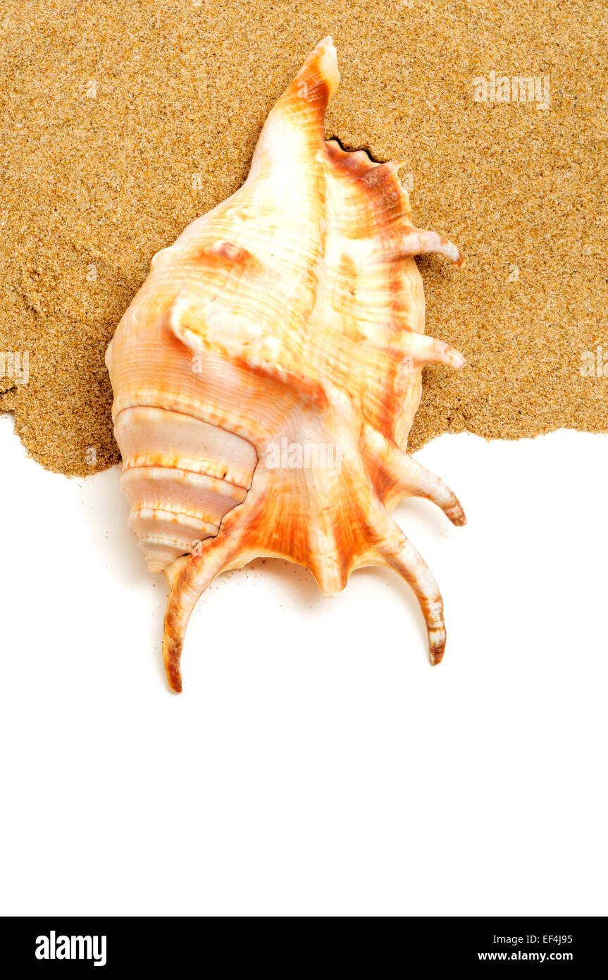 closeup of a giant spider conch shell on the sand, on a white background with a blank space to write your text Stock Photo