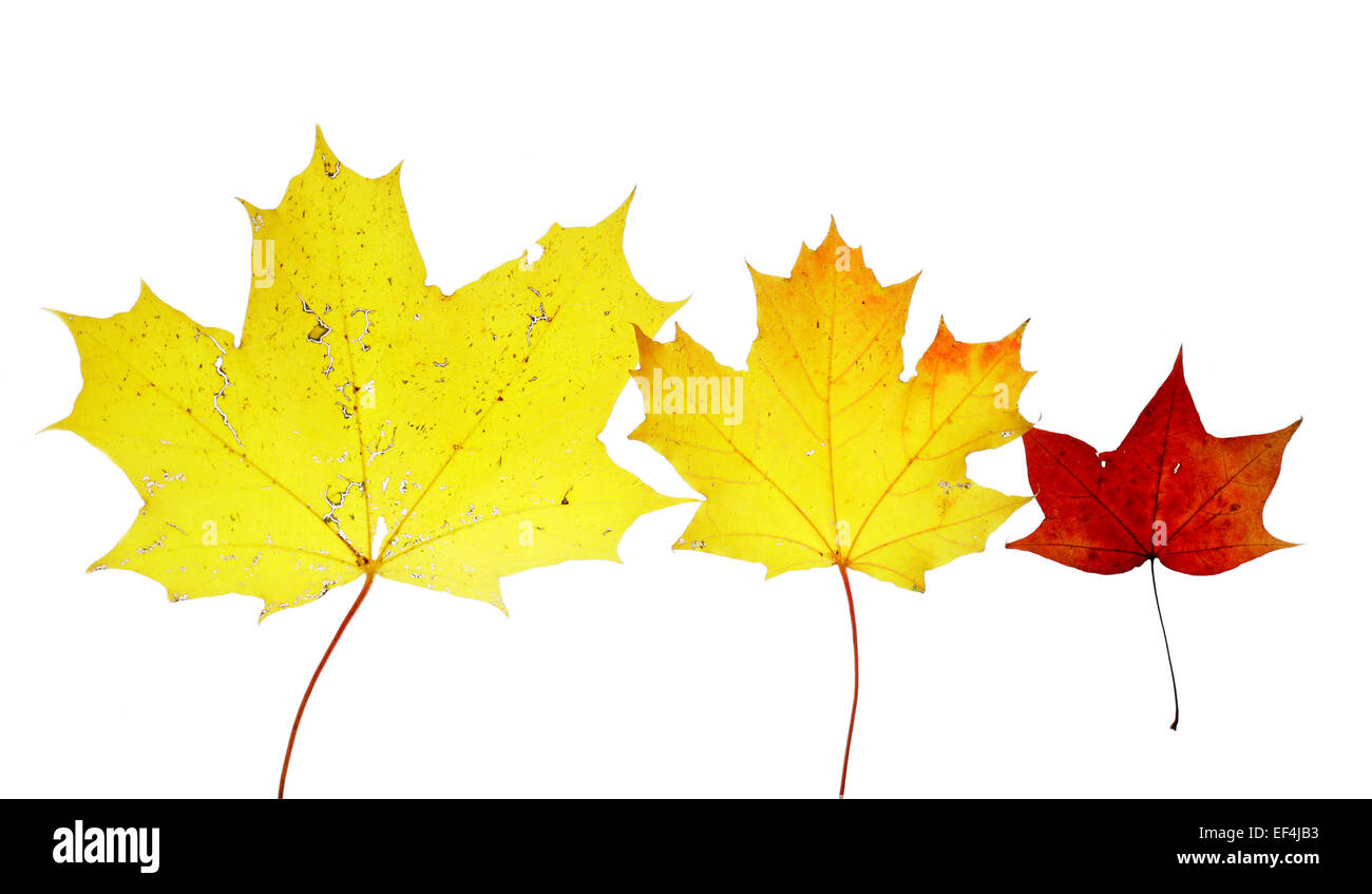 maple leaves autumn october september isolated herbarium decoration yellow red nature isolated tree dry flat bright Stock Photo