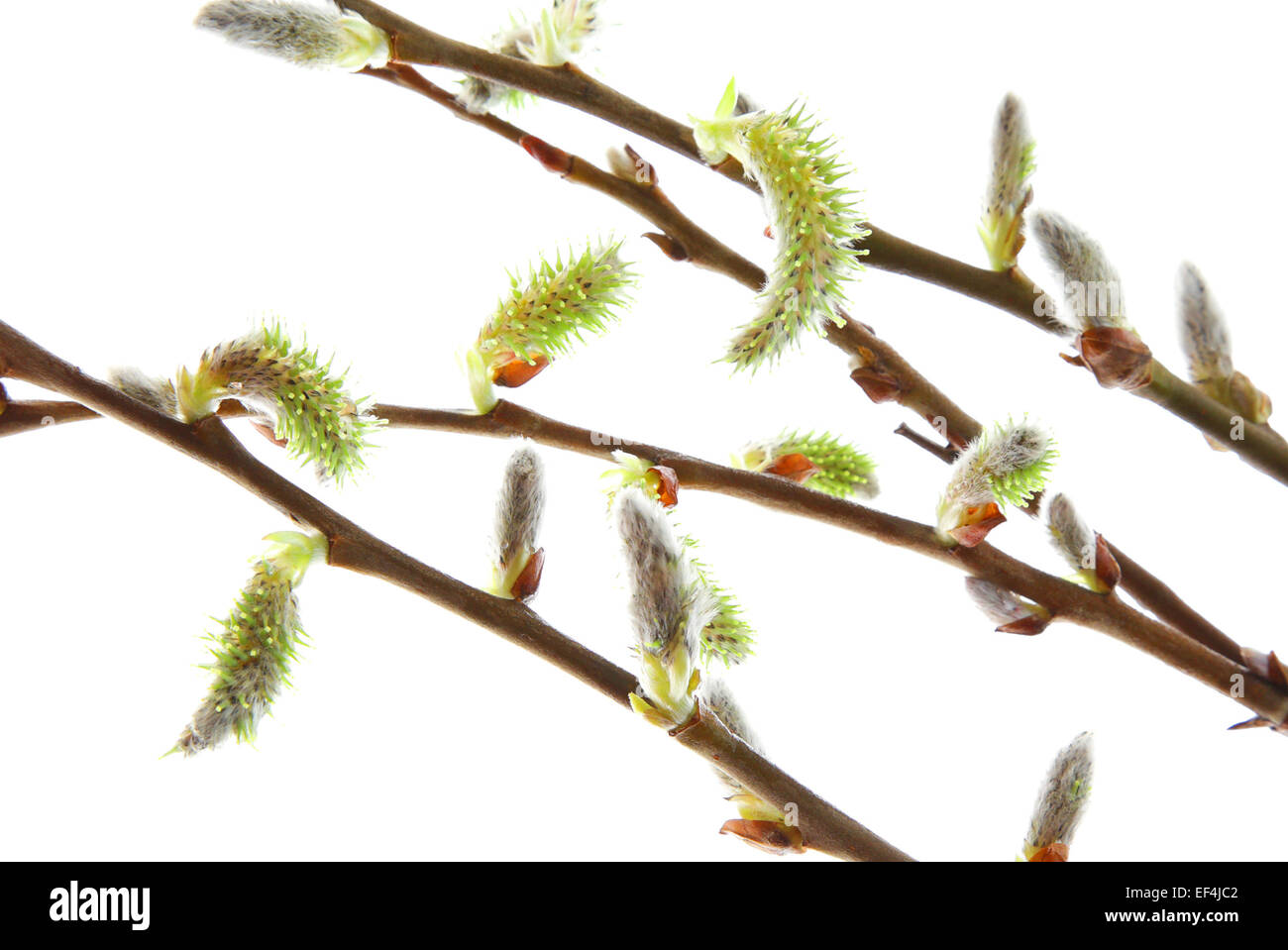 Willow branch hi-res stock photography and images - Alamy