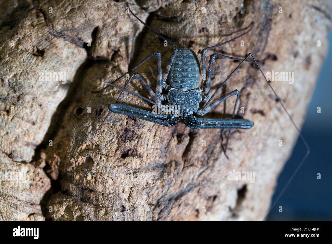 Wildlife : Tazanian Giant Tailless Whip Scorpion - 'Damon variegatus'. Stock Photo