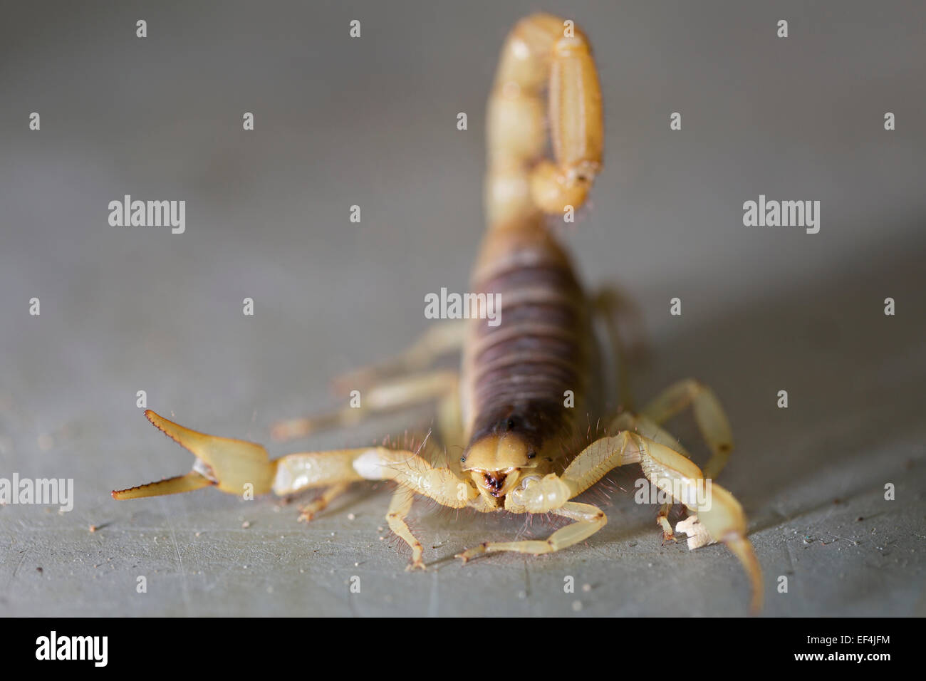 Wildlife : Desert hairy scorpion – 'Hadrurus arizonensis'. Stock Photo