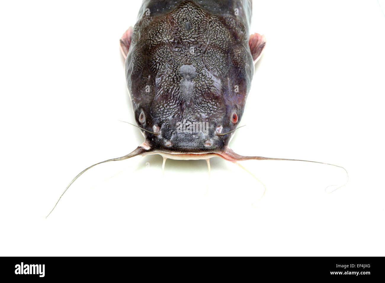 Fresh catfish moustache on white hires stock photography and images