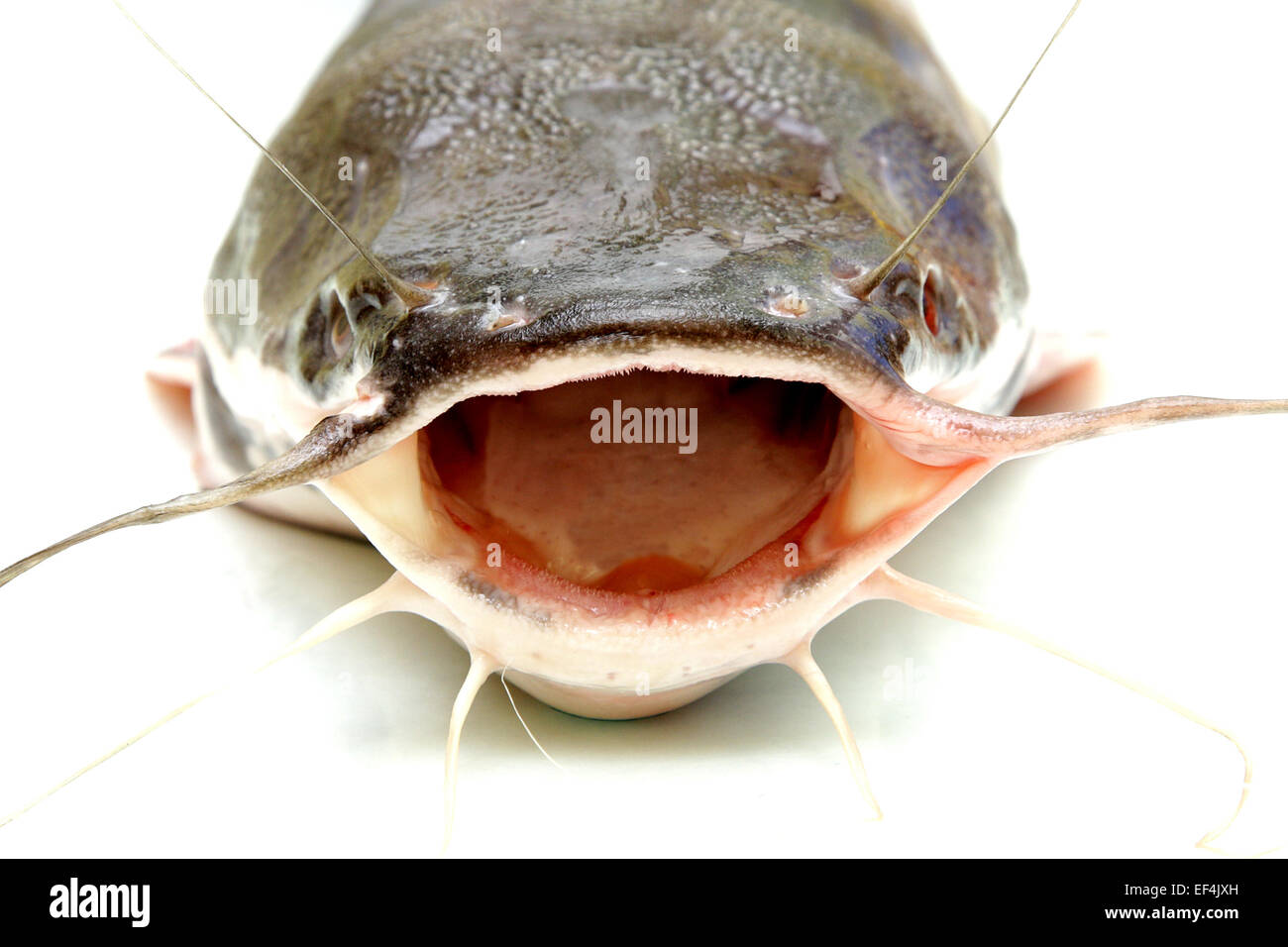 fresh catfish with moustache on white background Stock Photo Alamy