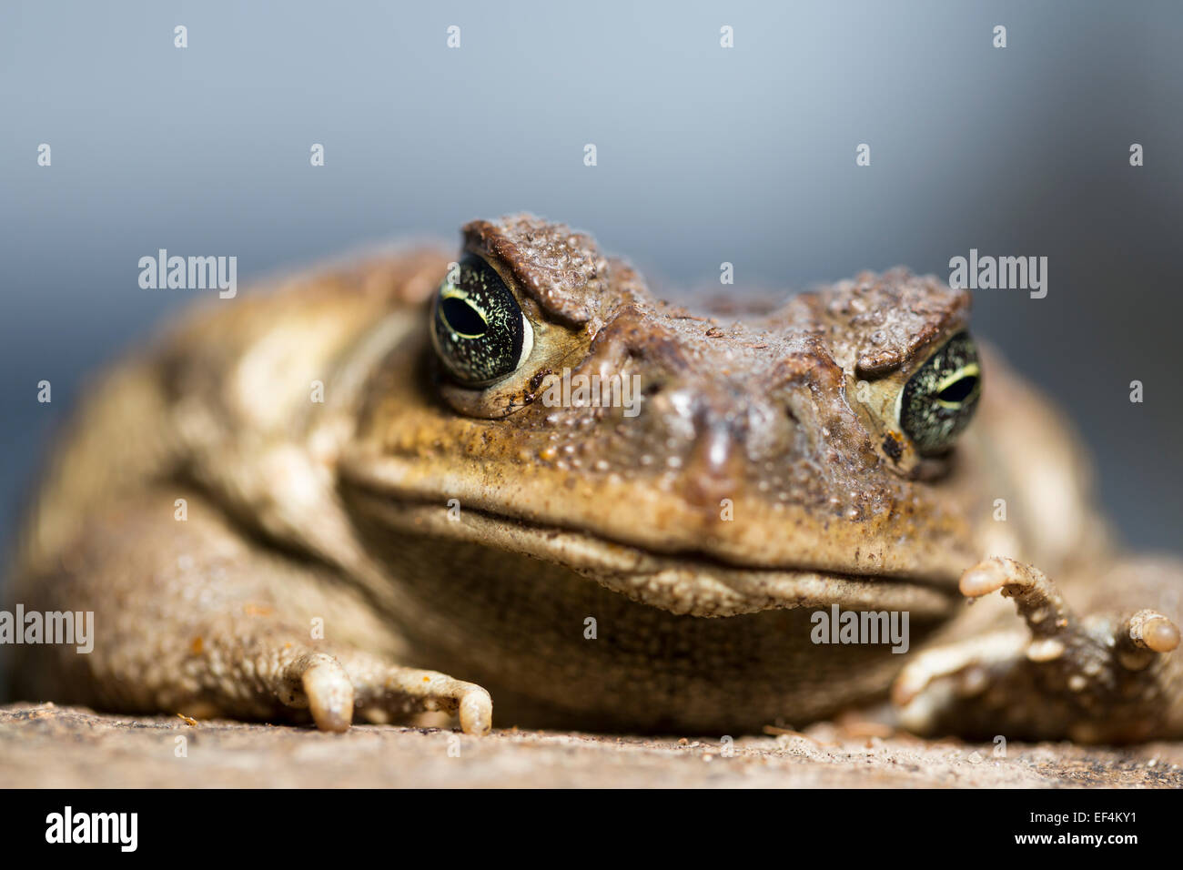 Wildlife : Cane toad – (Rhinella marina) formerly (Bufo marinus). Stock Photo