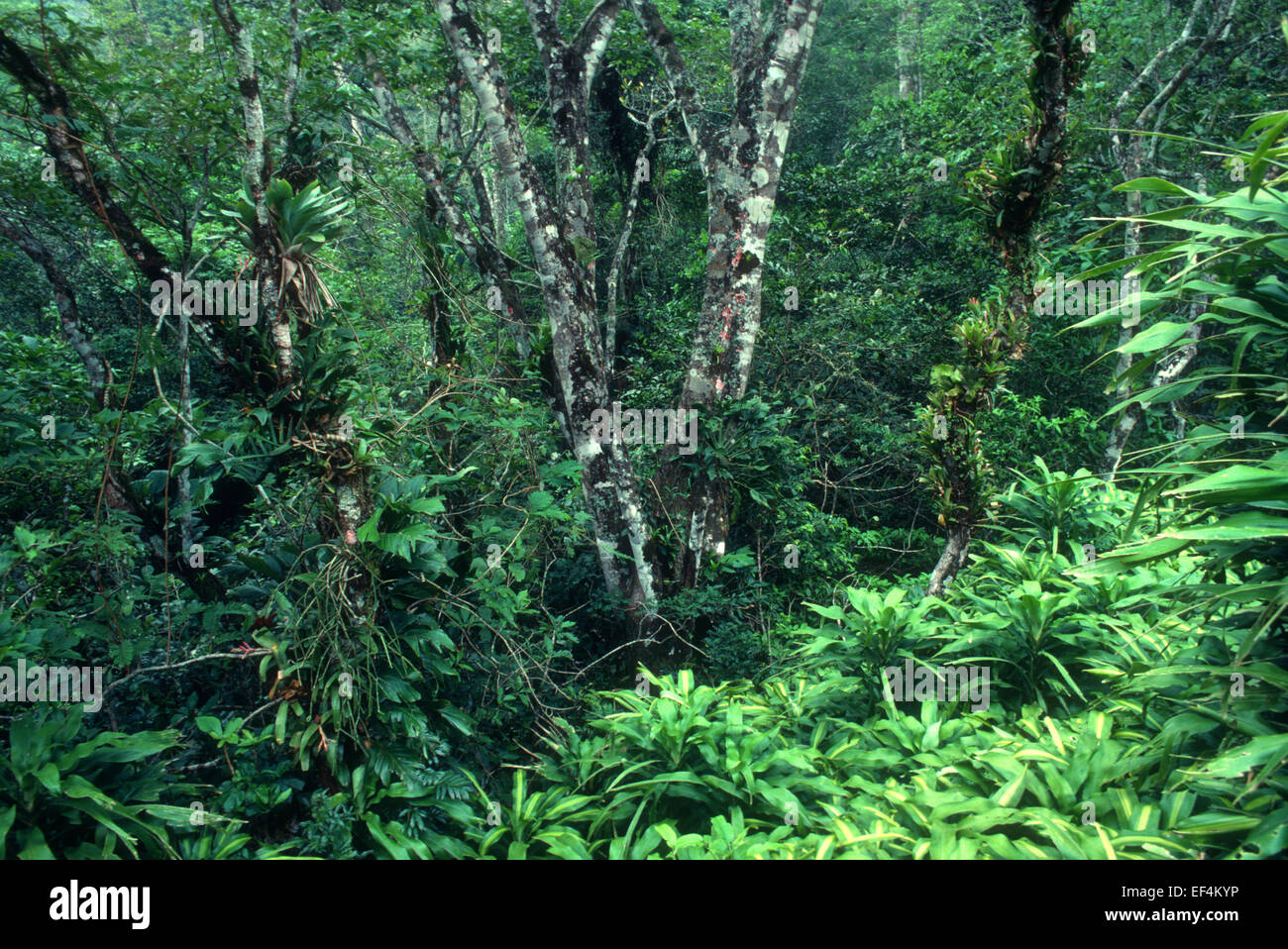 Atlantic forest, Rio de Janeiro state, Brazil Stock Photo
